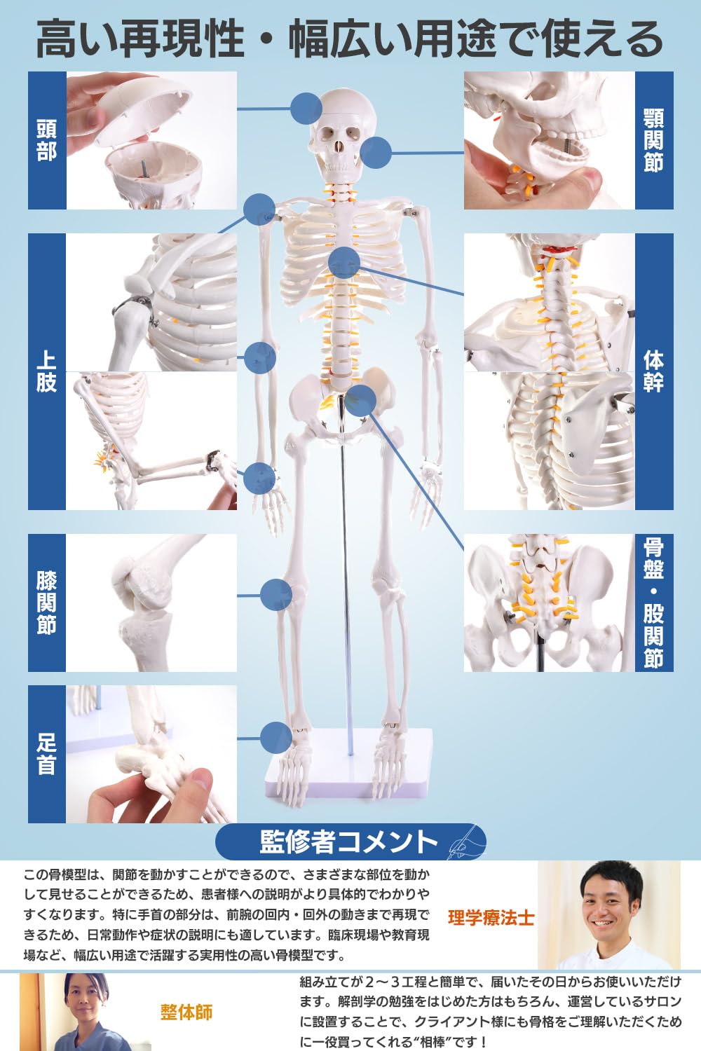 【近隣無料配送！】全身骨格模型 約170cm 値引中！近隣無料配送 全身骨格模型 約170cm Amazon.co.jp: 等身大